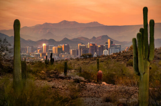 Vibrant Phoenix